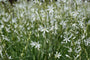 Anthericum liliago Grote graslelie in bloei Anthericum liliago Grote graslelie in bloei