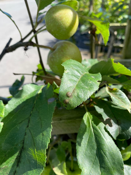 Detail Appelboom - Malus domestica 'Gala'