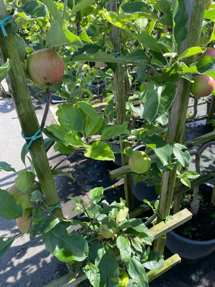 Lei Appelboom - Malus domestica 'Gala'
