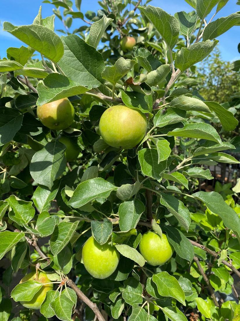 Appels Malus domestica 'James Grieve' Appels Malus domestica 'James Grieve'