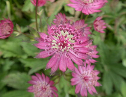 Astrantia major 'Claret' tuinplanten roze