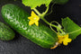 Augurk - Cucumis sativus Augurk - Cucumis sativus