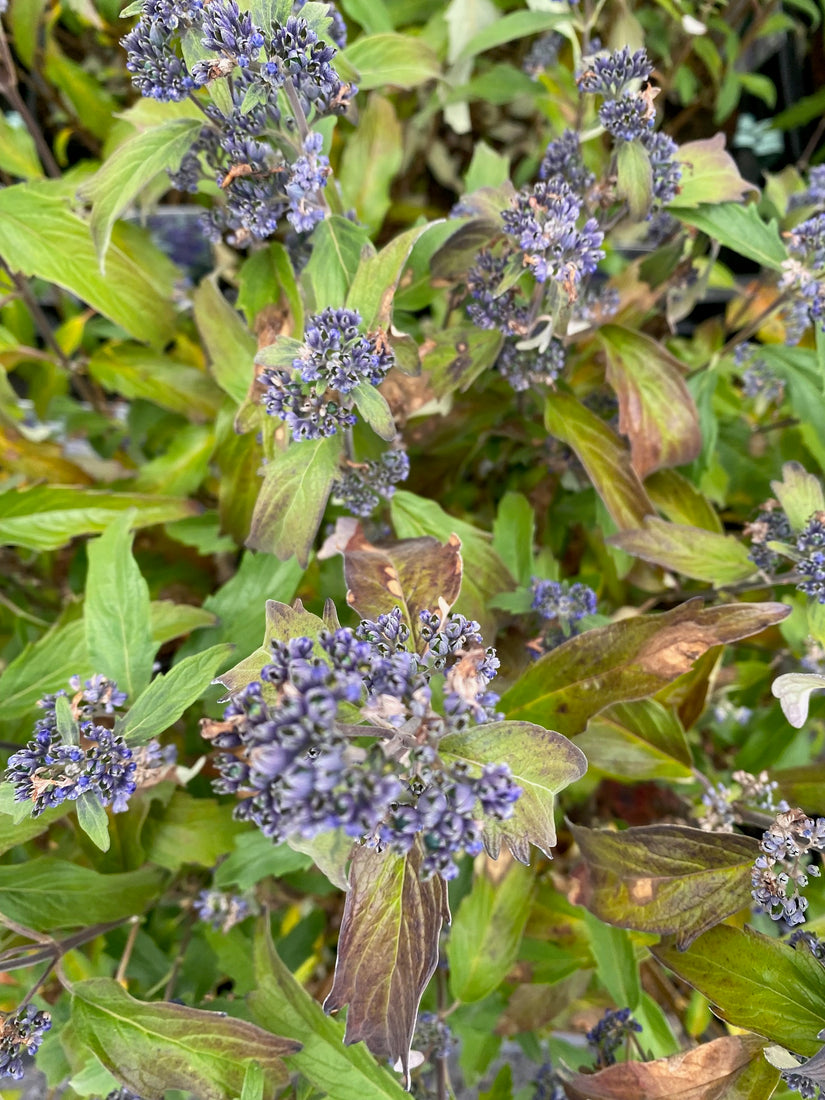 Baardbloem - Caryopteris clandonensis 'Grand Blue' (herfst) Baardbloem - Caryopteris clandonensis 'Grand Blue' (herfst)