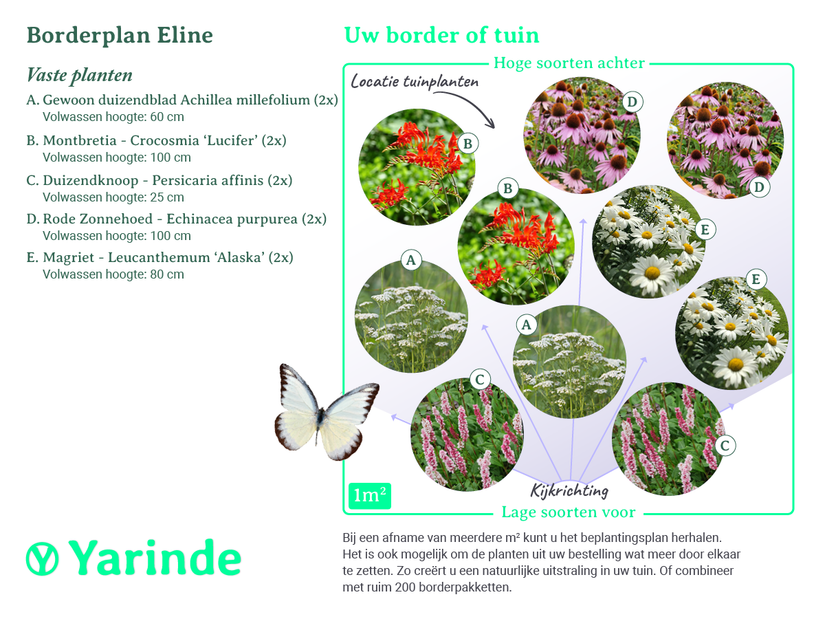 Beplantingsplan Eline  Beplantingsplan Eline
