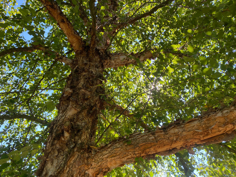 De bast van de Betula nigra is sterk afbladderend De bast van de Betula nigra is sterk afbladderend