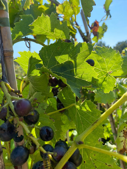 Blauwe druif - Vitis vinifera 'Muscat Bleu'