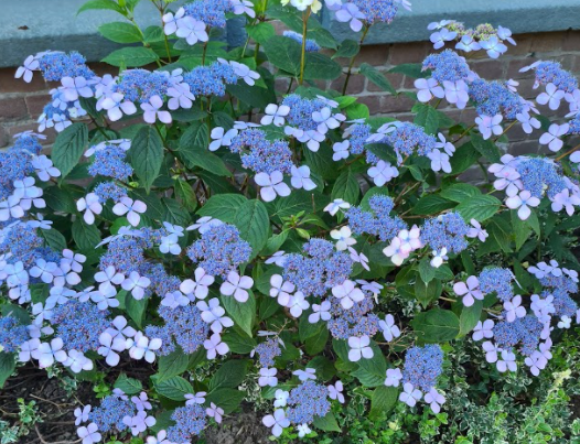 schermbloem hortensia blauw schermbloem hortensia blauw