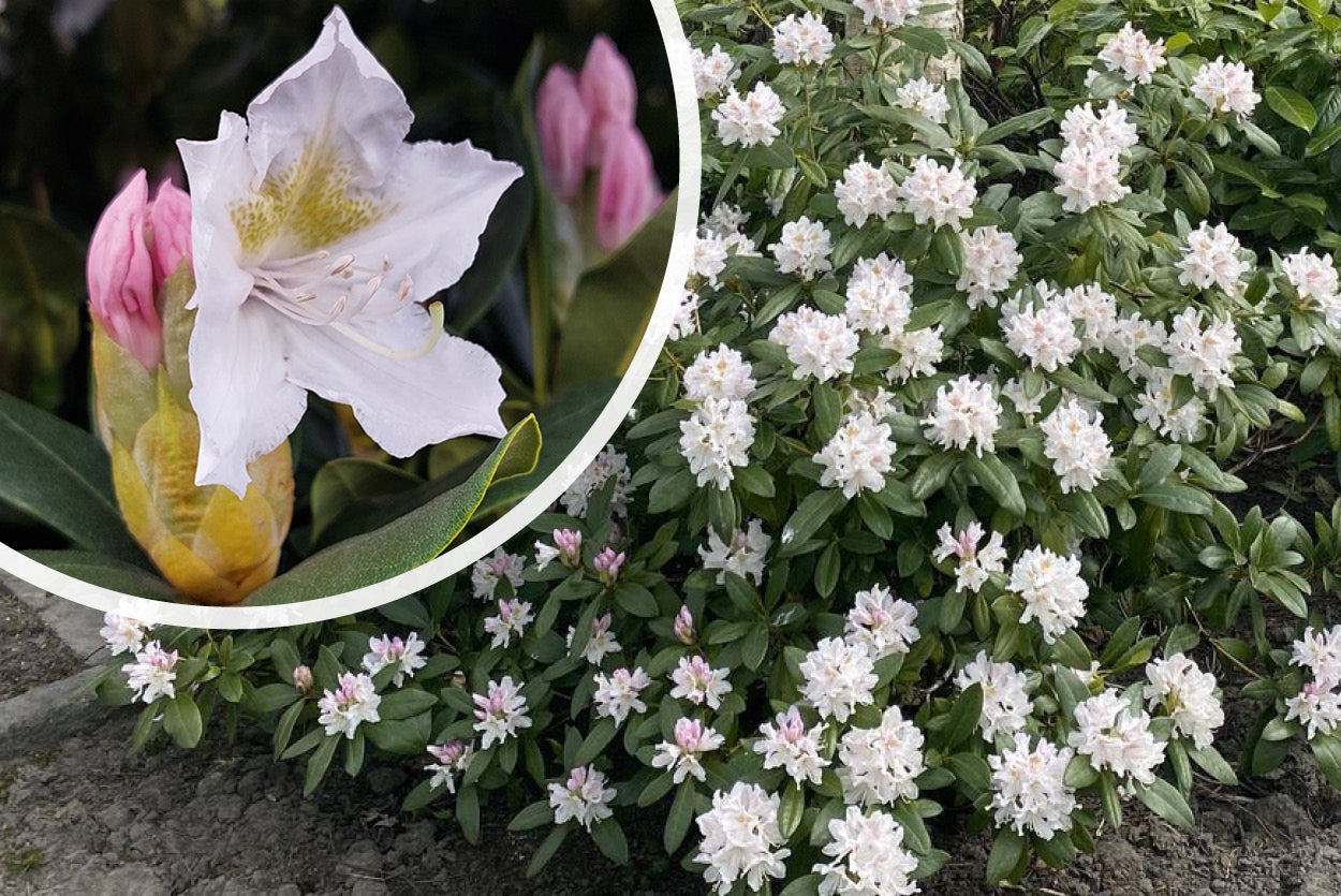 Rhododendron 'Cunningham's White' - Winterharte Alpenrose 30-40cm, Immergrün