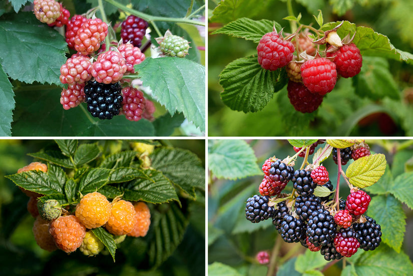 Borderpakket Frida Borderpakket Frida