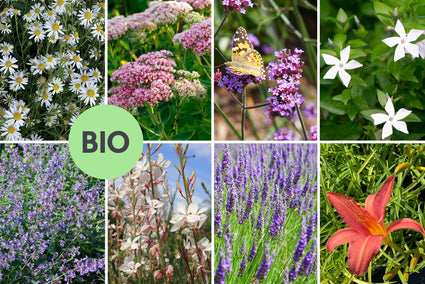 Borderpakket Michaël - langbloeiend biologische vaste planten