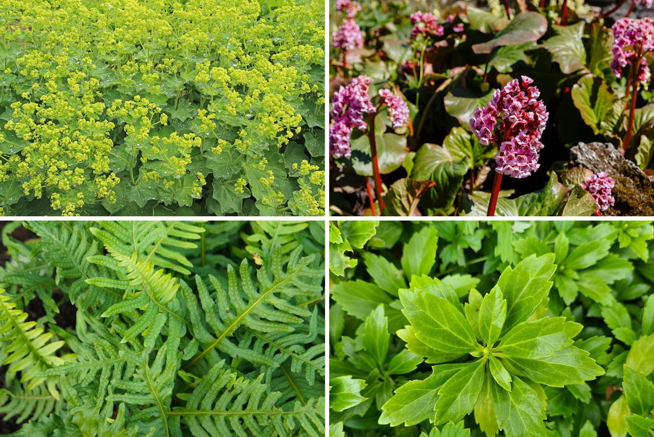 Randpaket mit immergrünen Gartenpflanzen für Schatten