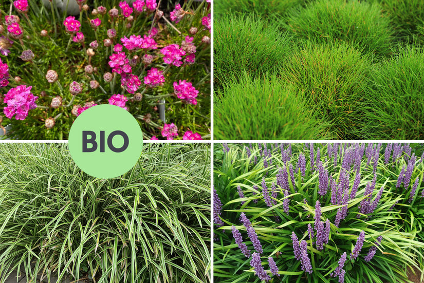 Borderpakket Wouter - Groenblijvende biologische siergrassen Borderpakket Wouter - Groenblijvende biologische siergrassen