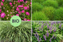 Borderpakket Wouter - Groenblijvende biologische siergrassen Borderpakket Wouter - Groenblijvende biologische siergrassen