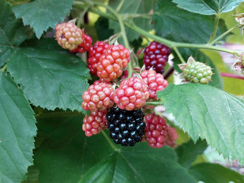 Braamboos - Rubus hybride Braamboos - Rubus hybride