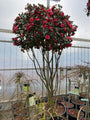 Camelia - Camellia japonica - Meerstammig Camelia - Camellia japonica - Meerstammig