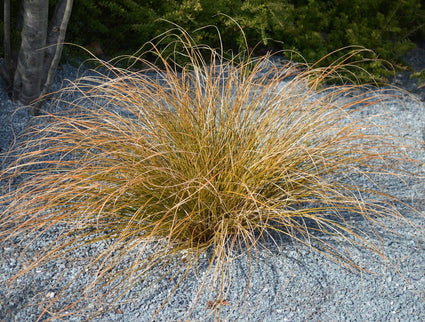 Zegge - Carex Buchananii