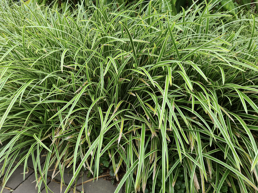 Zegge - Carex morrowii 'Variegata'  Zegge - Carex morrowii 'Variegata'