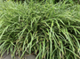 Zegge - Carex morrowii 'Variegata'  Zegge - Carex morrowii 'Variegata'