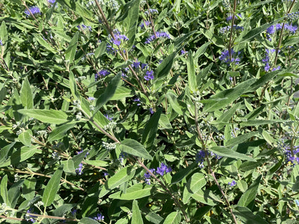 Caryopteris x clandonensis 'Heavenly Blue'