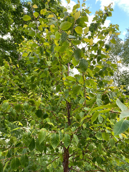 Chinese berk - Betula costata