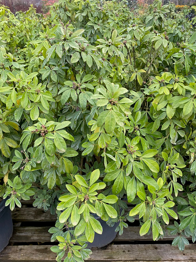 Sierheester Choisya Ternata Sierheester Choisya Ternata