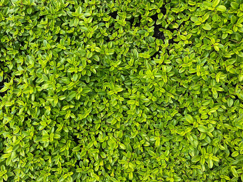 Citroentijm - Thymus × citriodorus 'Aureus' Citroentijm - Thymus × citriodorus 'Aureus'