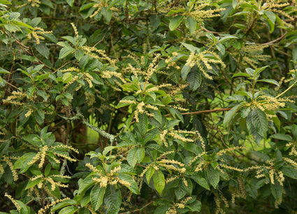 Clethra barbinervis