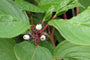 Cornus alba 'Sibirica'.jpg Cornus alba 'Sibirica'.jpg