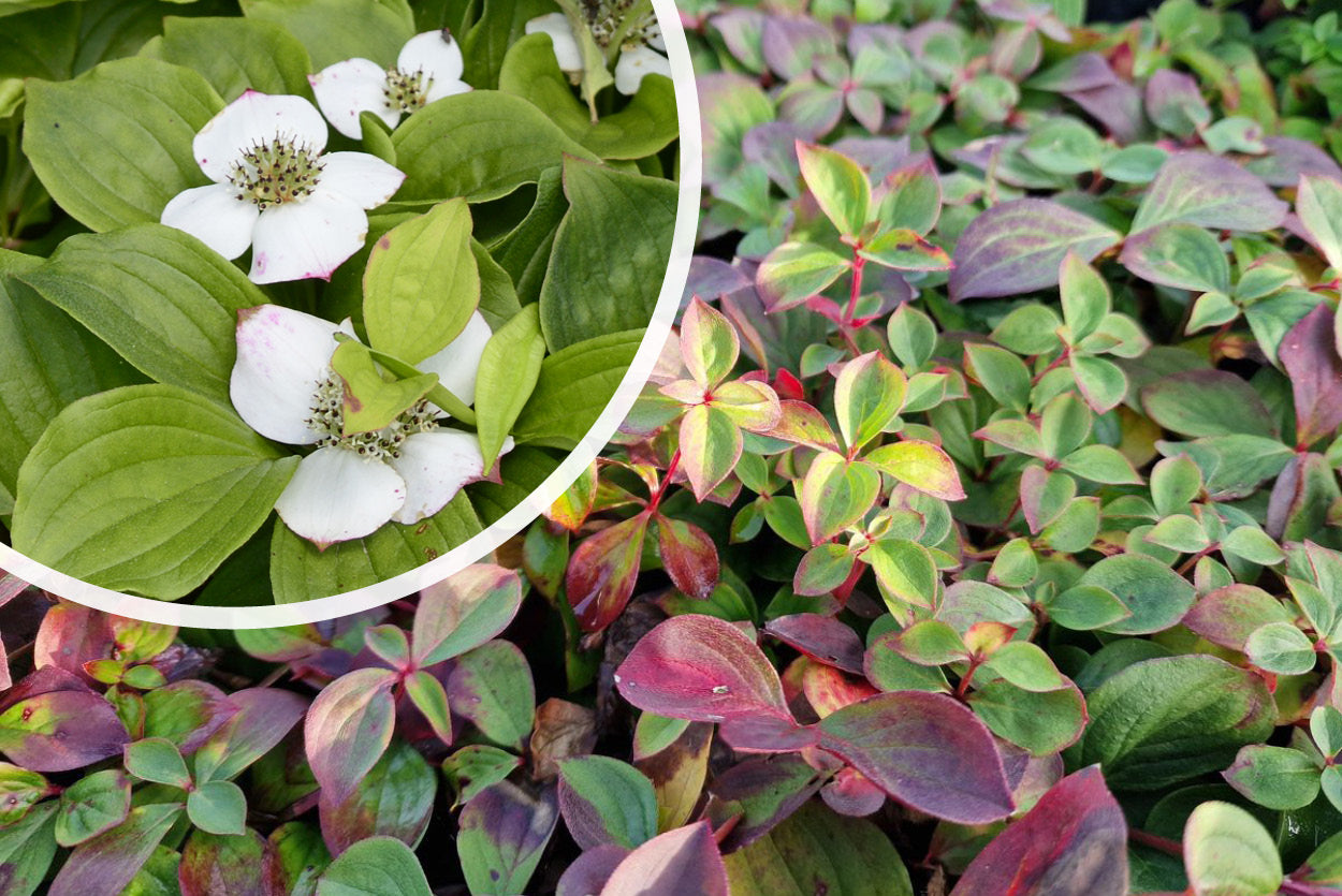 Kanadischer Hartriegel Cornus canadensis kriechender Bodendecker