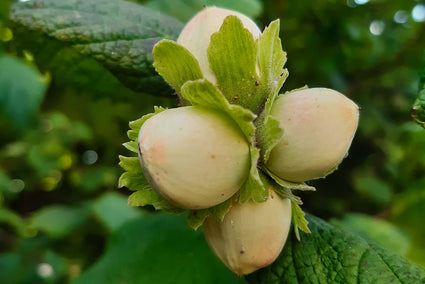 Hazelaar - Corylus 'Nocchione' Zuilvormig