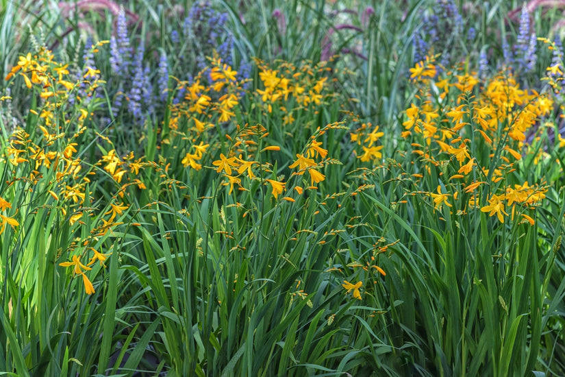Crocosmia 'George Davidson' Crocosmia 'George Davidson'