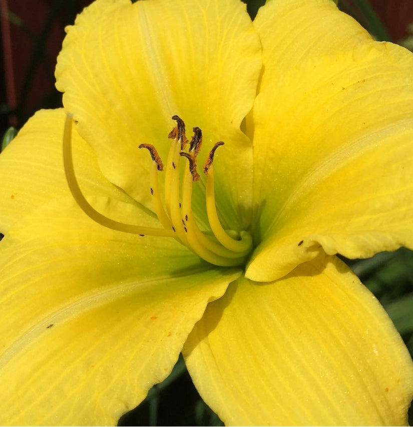 Stam van de hemerocallis tuinplanten borders Stam van de hemerocallis tuinplanten borders