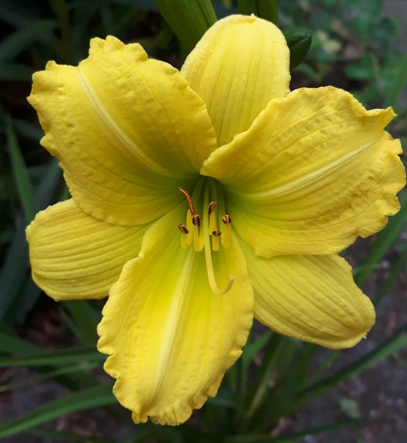 geel bloeiende tuinplanten eetbaar bijentuinen geel bloeiende tuinplanten eetbaar bijentuinen