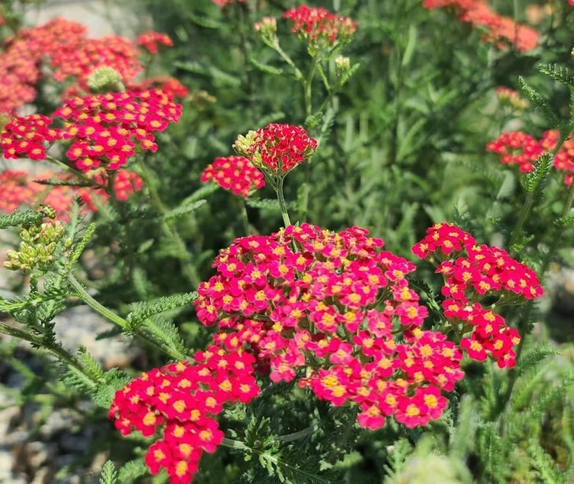 Roodbloeiende vaste planten tuin bijen en vlinders Roodbloeiende vaste planten tuin bijen en vlinders