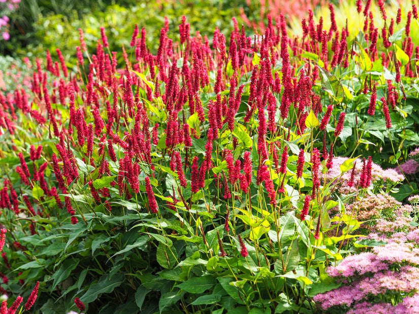 Duizendknoop - Persicaria Duizendknoop - Persicaria