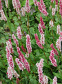 Duizendknoop Persicaria meerkleurige bloei Duizendknoop Persicaria meerkleurige bloei