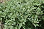 Echte salie - Salvia Officinalis Echte salie - Salvia Officinalis