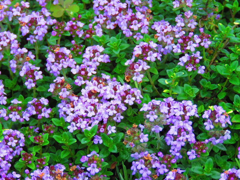 Tijm in bloei Tijm in bloei