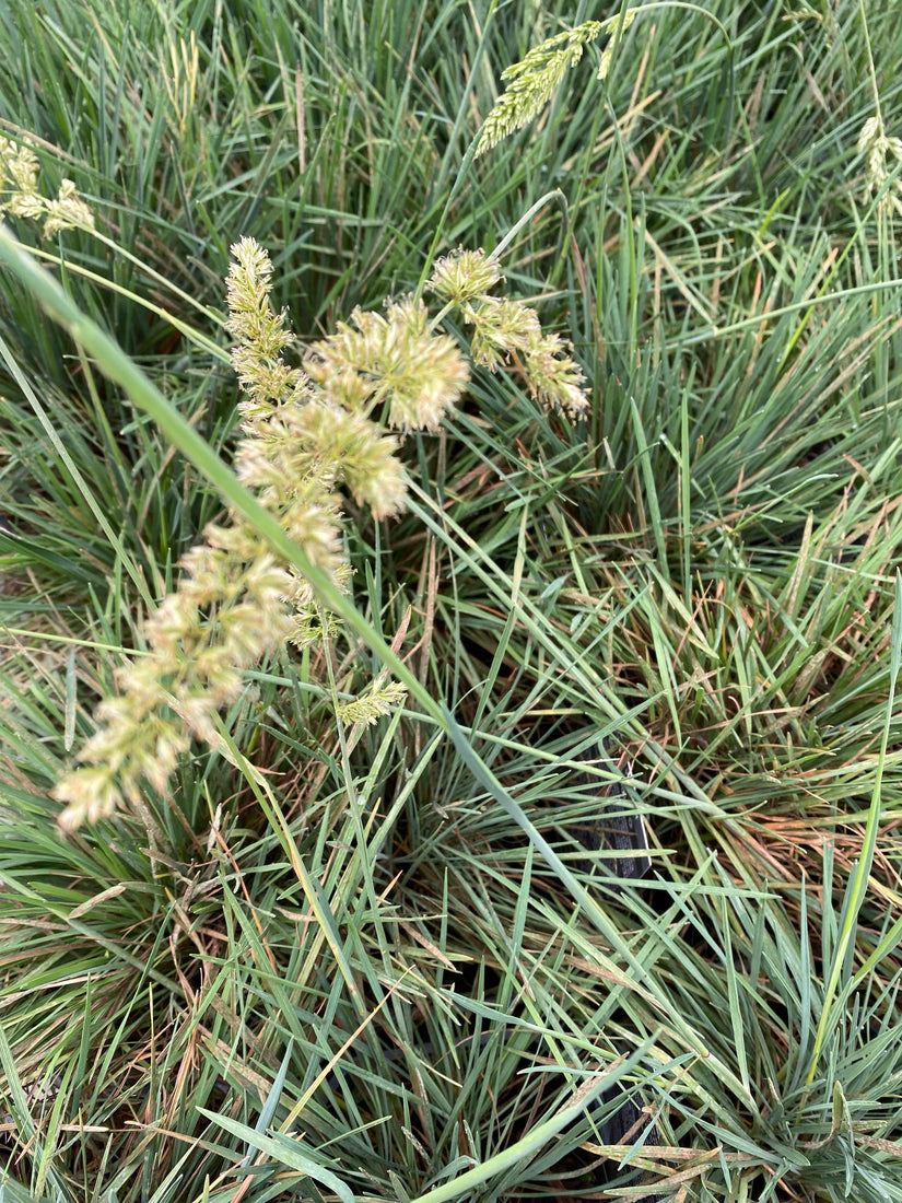 Bloei Fakkelgras - Koeleria glauca Bloei Fakkelgras - Koeleria glauca