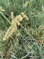 Bloei Fakkelgras - Koeleria glauca Bloei Fakkelgras - Koeleria glauca