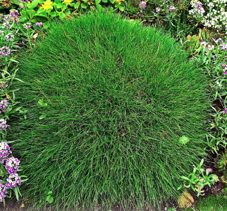 Festuca gautieri Festuca gautieri