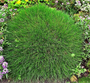Festuca gautieri Festuca gautieri