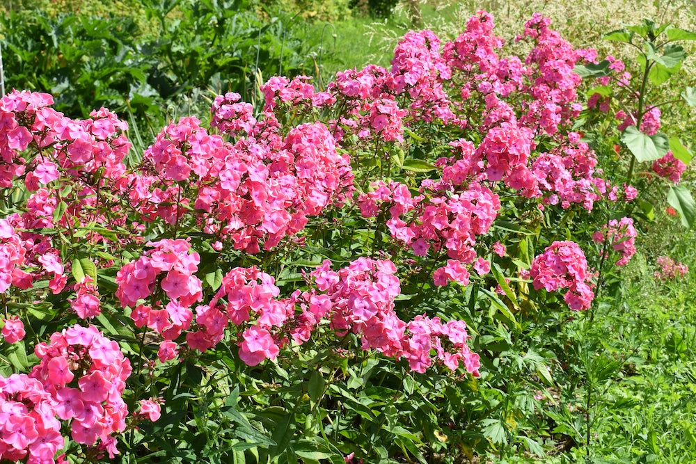Phlox rosa Phlox 'Spitfire' Stauden für die Rabatten