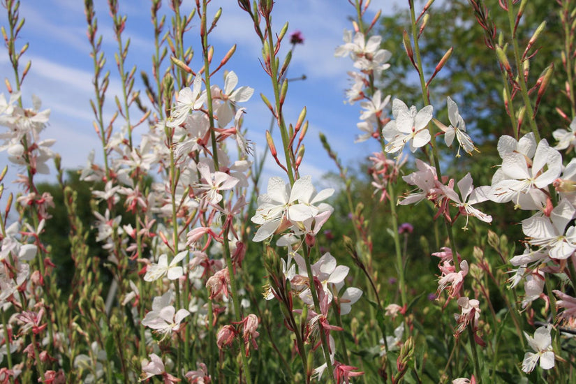 Biologische Prachtkaars - Gaura lindheimeri. 'Whirling Butterflies'  Biologische Prachtkaars - Gaura lindheimeri. 'Whirling Butterflies'