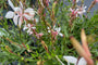 Gaura lindheimeri 'Whirling Butterflies' Gaura lindheimeri 'Whirling Butterflies'