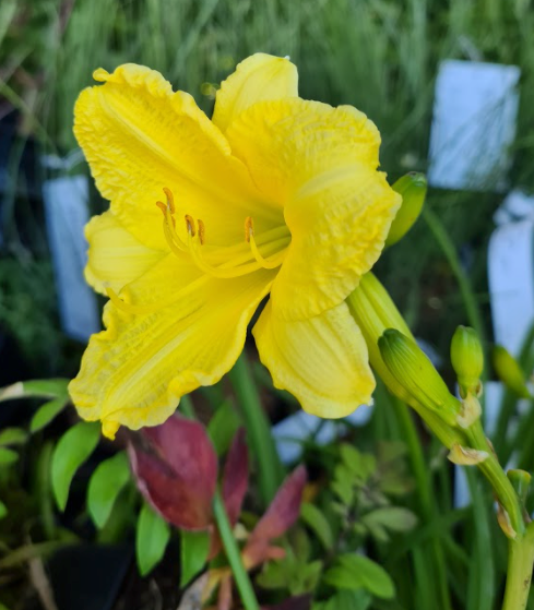 Daglelie geel Daglelie geel