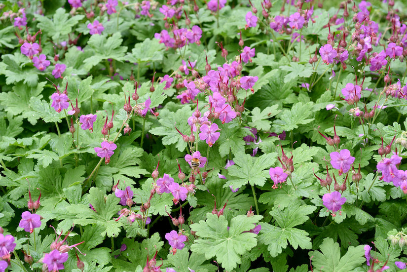 Geranium macrorrhizum Geranium macrorrhizum