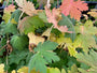 Blad Ooievaarsbek - Geranium macrorrhizum (November) Blad Ooievaarsbek - Geranium macrorrhizum (November)