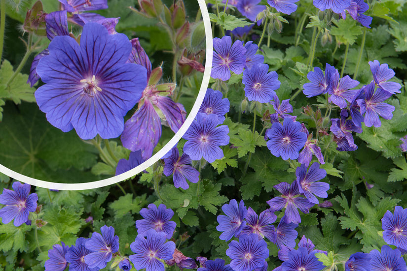 Ooievaarsbek - Geranium x magnificum Ooievaarsbek - Geranium x magnificum