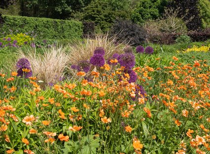 Geum chiloense 'Dolly North' hoge variant van de Geum planten